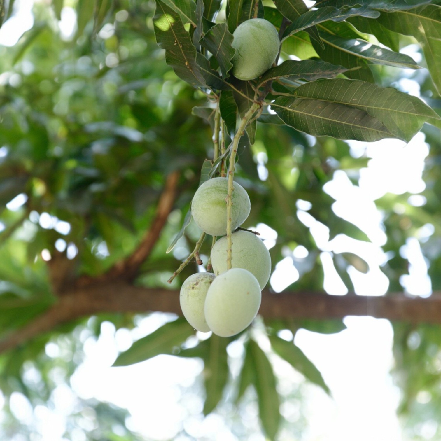 All Time Grafted Mango Fruit (Aam) Plant for Home and Office Garden | Mangifera indica
